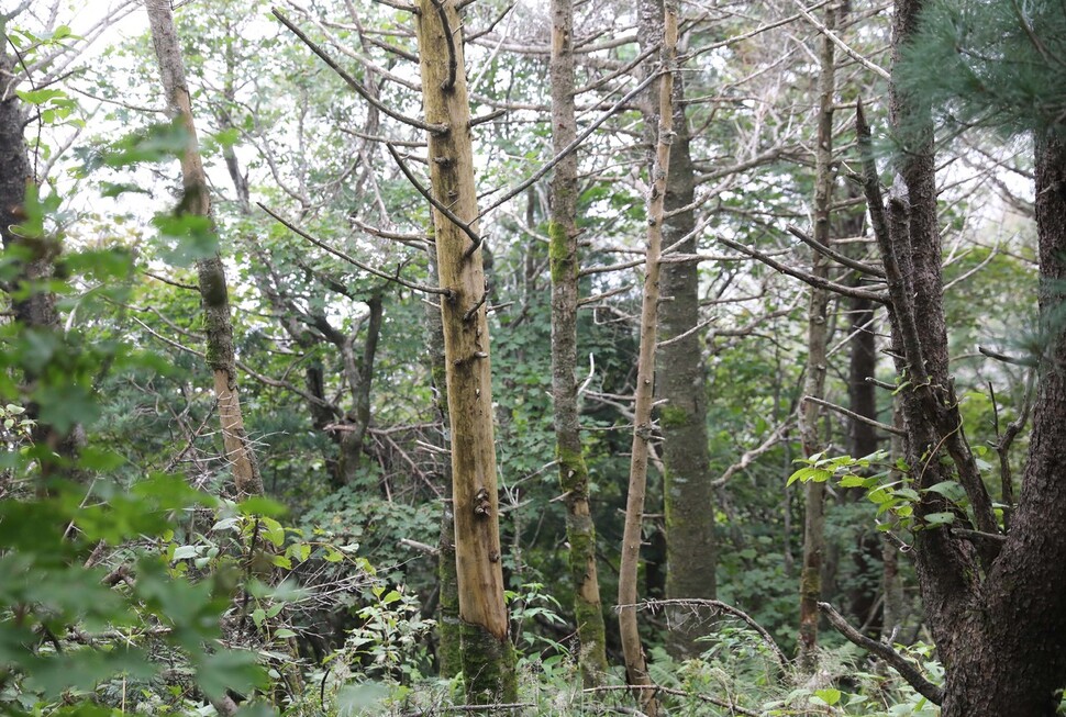 지난달 15일 지리산에서 찾은 고사한 구상나무들. 구상나무가 말라 죽는 이유는 수분 조건의 변화로 추정된다. 전문가들은 기후변화로 수분 조건이 달라지면 아고산대 식물인 구상나무도 영향을 받을 것이라고 전망한다. 박종식 기자 anaki@hani.co.kr