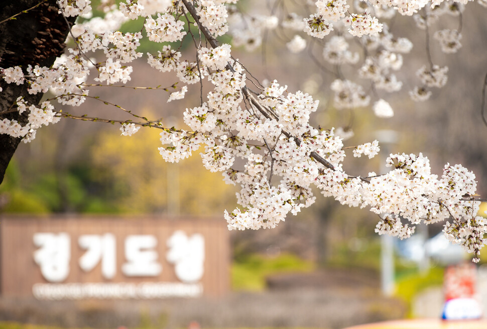 3일 오후 경기도청사와 이어진 수원시 팔달산 기슭 산책로에 벚꽃이 활짝 피어있다. 경기도 제공