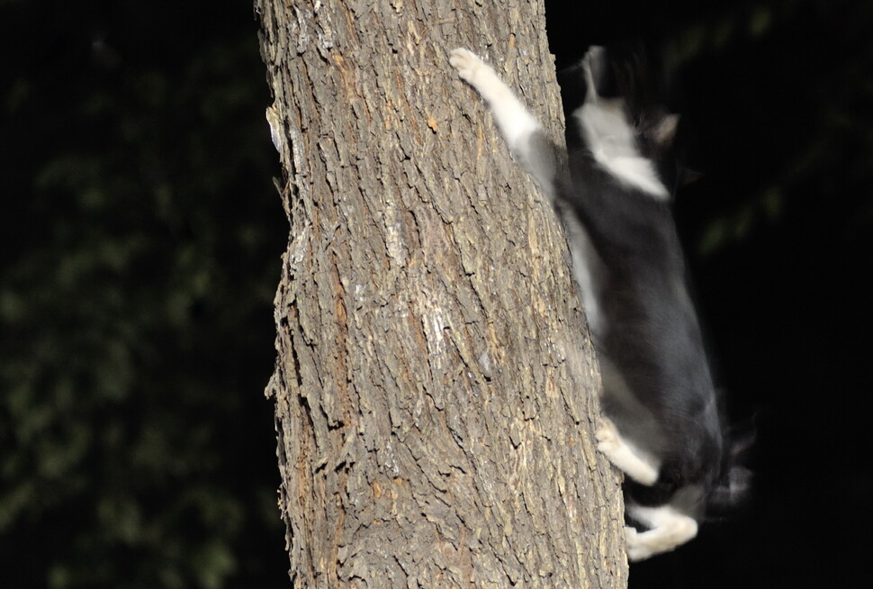 탈피 직후 날지 못하는 매미를 향해 재빠르게 나무 위로 올라가는 길고양이.