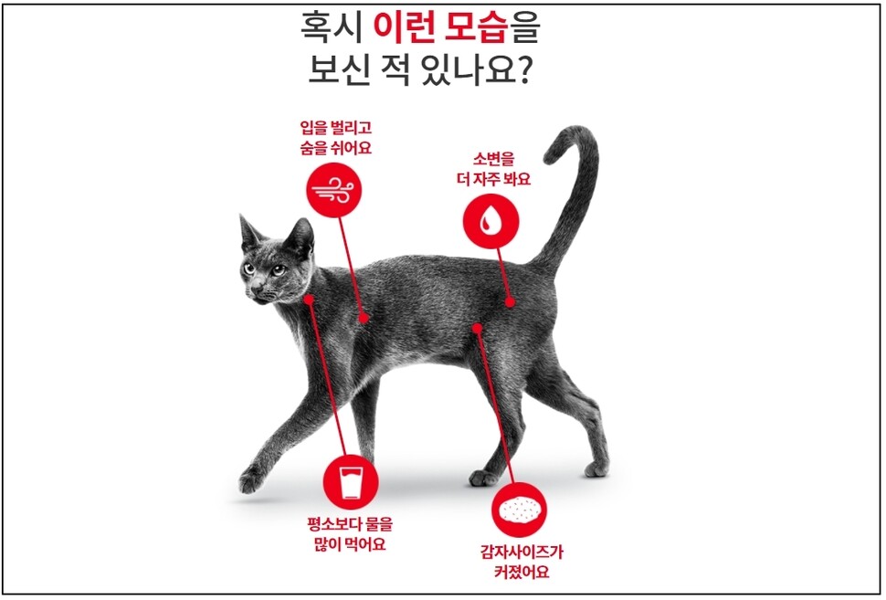 로얄캐닌이 8월8일 세계 고양이의 날을 맞아 ‘2021 반려묘 건강관리 실태’ 설문조사 결과를 발표했다. 로얄캐닌 제공