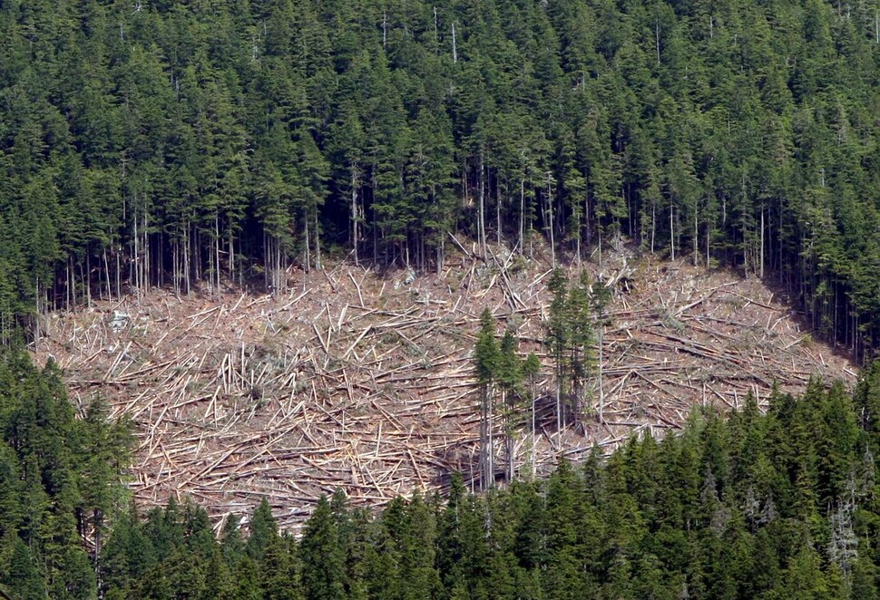 2008년 캐나다 브리티시컬럼비아주 밴쿠버 섬의 벌목 현장. 전 세계적으로 목축업을 위해 열대우림이 1초에 4천㎡씩 없어지고 있다. 환경단체들은 소가 먹는 유전자조작곡물을 키우기 위해 밀림을 없애고 경작지를 만드는 행위를 하는 것이 기후변화를 더 빠르게 하고 있다고 지적해왔다. EPA연합뉴스