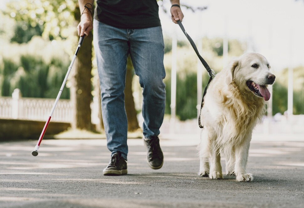 시각장애인이 안내견과 함께 걷고 있다. 개들은 쉽게 지저분해질 것 같은 발을 부지런히 항균성 침으로 핥아 감염을 막는다. 게티이미지뱅크