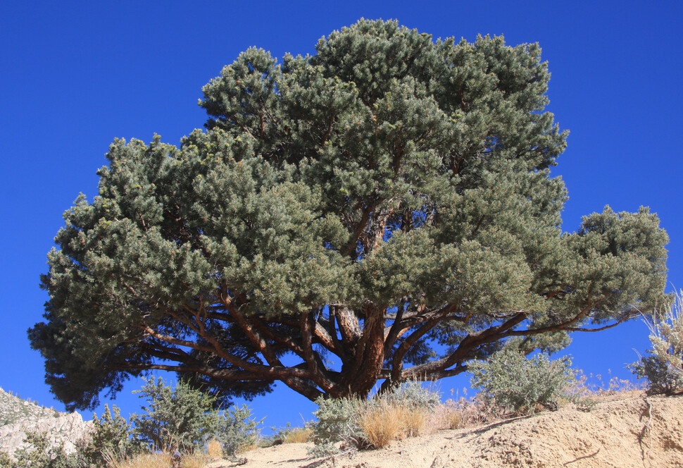 북미 서부에 분포하는 피니언 소나무는 키가 작지만 영양분이 풍부한 견과를 생산해 이 지역 야생동물과 원주민에게 중요한 생태적 기능을 한다. 위키미디어 코먼스 제공