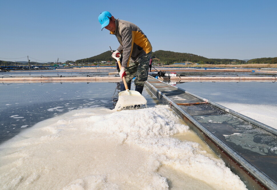 충남 태안군 근흥면 마금리의 한 염전에서 주민이 송홧가루가 내려앉은 소금을 뒤집으며 바닷물을 증발시키고 있다. 태안군 제공