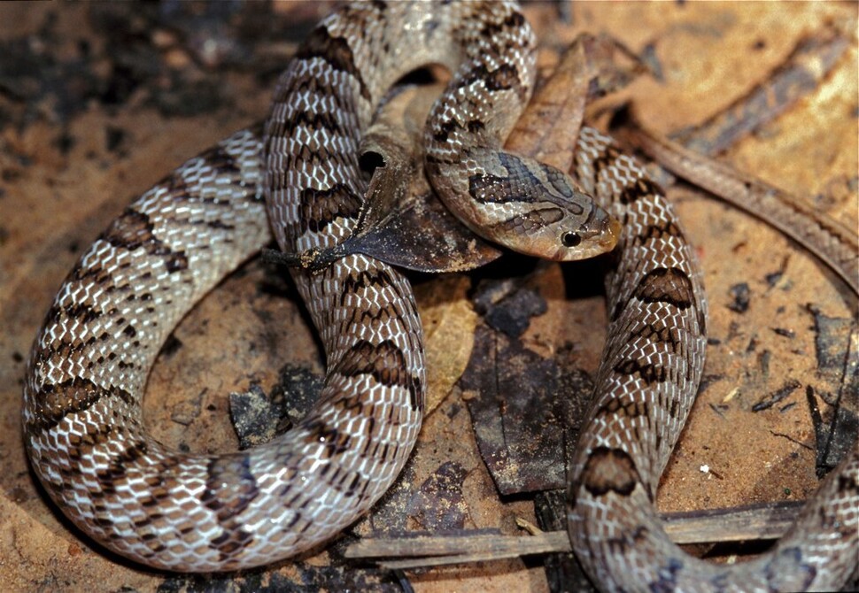 쿠크리 뱀의 일종. 동남아 열대림에 83종이 사는 이 뱀은 목 뒤 독니로 혈액 응고방지 성분을 주입한다. 버나드 듀퐁, 위키미디어 코먼스 제공