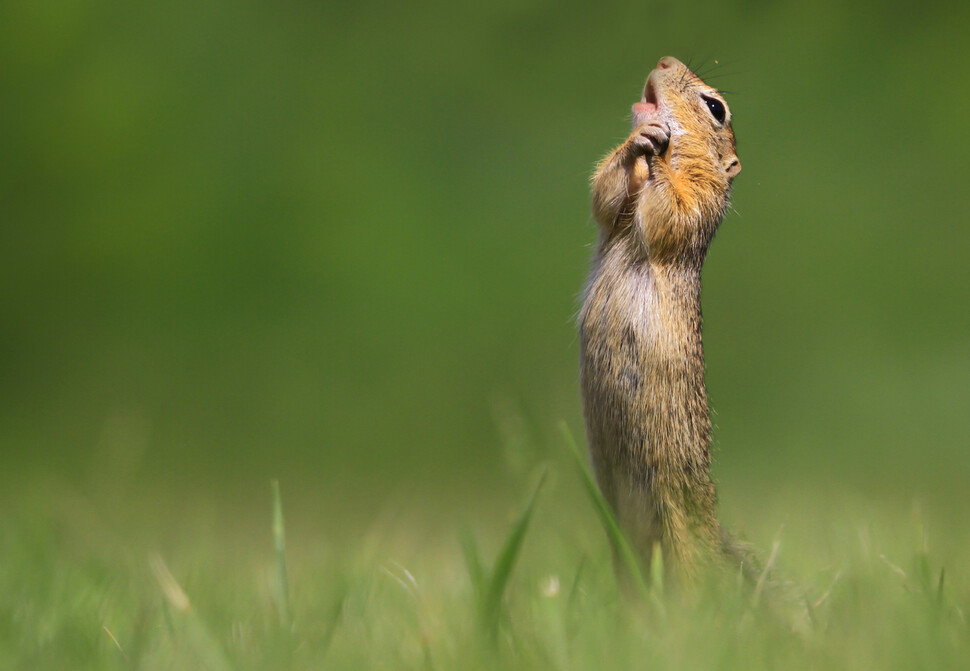 © Kranitz Roland/The Comedy Wildlife Photography Awards 2020