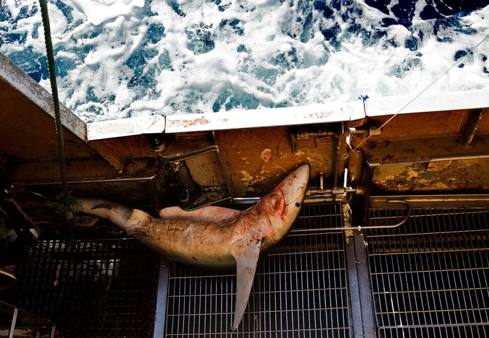 청새리상어가 스페인 어선이 풀어놓은 낚싯줄에 걸려 죽음에 이르고 있다. 그린피스 제공