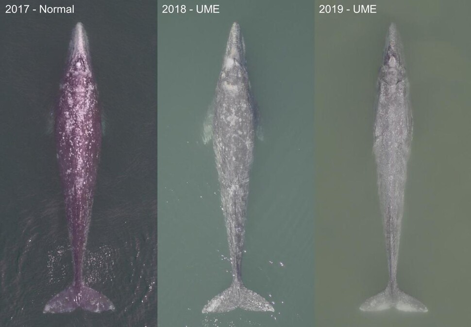 멕시코 산 이그나시오 석호에서 드론으로 촬영한 귀신고래 성체의 체형 변화. 왼쪽부터 2017, 2018, 2019년 모습이다. 점점 수척해지는 양상이 보인다. 왼쪽부터 프레드릭 크리스티안슨, 파비안 로드리게스-곤살레스, 헌터 워릭 제공.