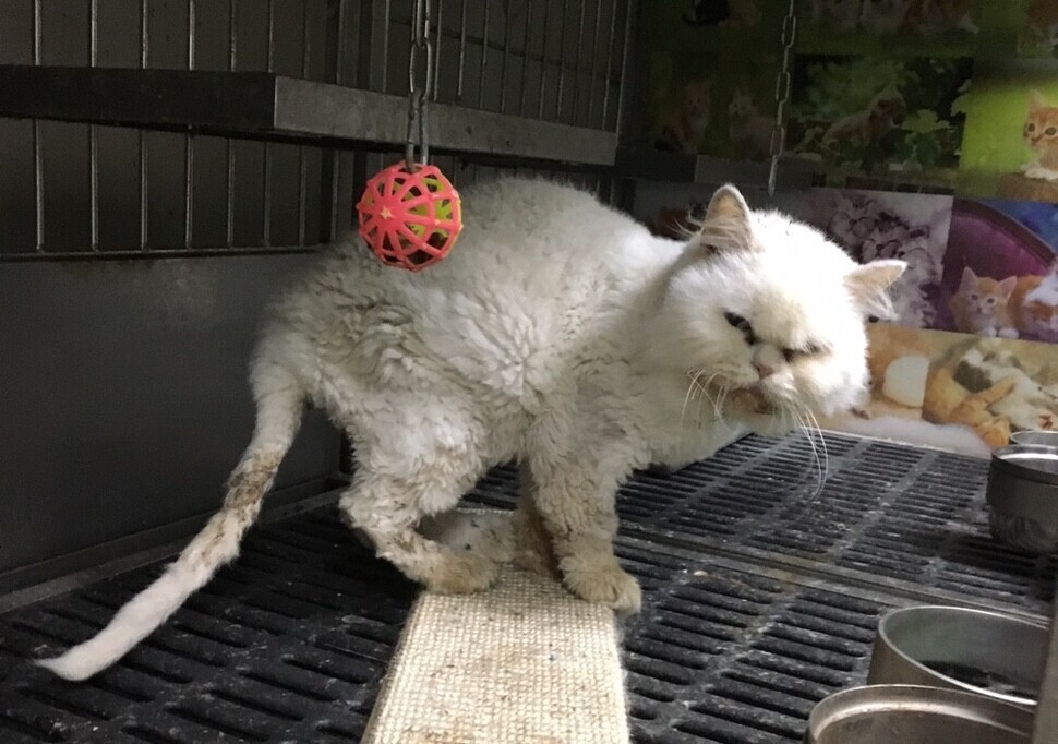 서울대학병원에서는 멀쩡한 고양이의 귀를 멀게 한 뒤, 두개골에 인공장치를 삽입하는 실험이 진행됐다. 비글구조네트워크 제공