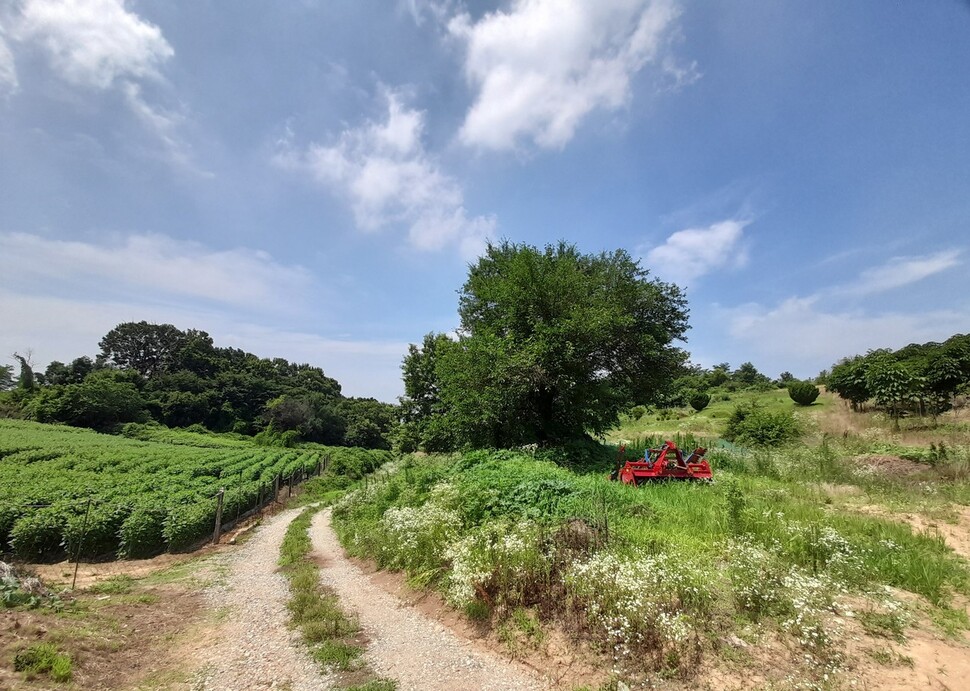 충남 아산시 염치읍 대동리에서 백암리로 가는 산길이다. 오른쪽 큰 나무 그늘 밑에서 나는 발견되었다. 황골 마을에서 100여미터의 언덕을 오르고 나면 여기서부터 아래로 경사진 길이 나온다. 지나가는 사람 한 명 없이 서늘하다. 누군가에게는 사람 죽이기 딱 좋은 곳이었다. 고경태 기자