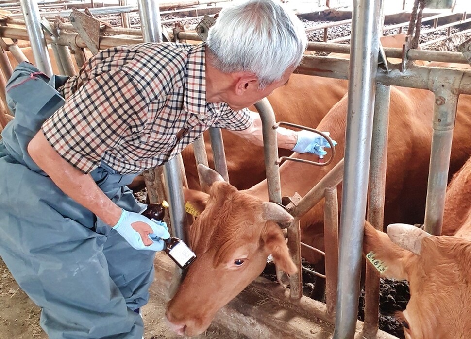 충남 청양군수의사회가 지난 23일 수해를 겪은 축산농가에서 가축전염병 예방 접종을 하고 있다. 청양군 제공