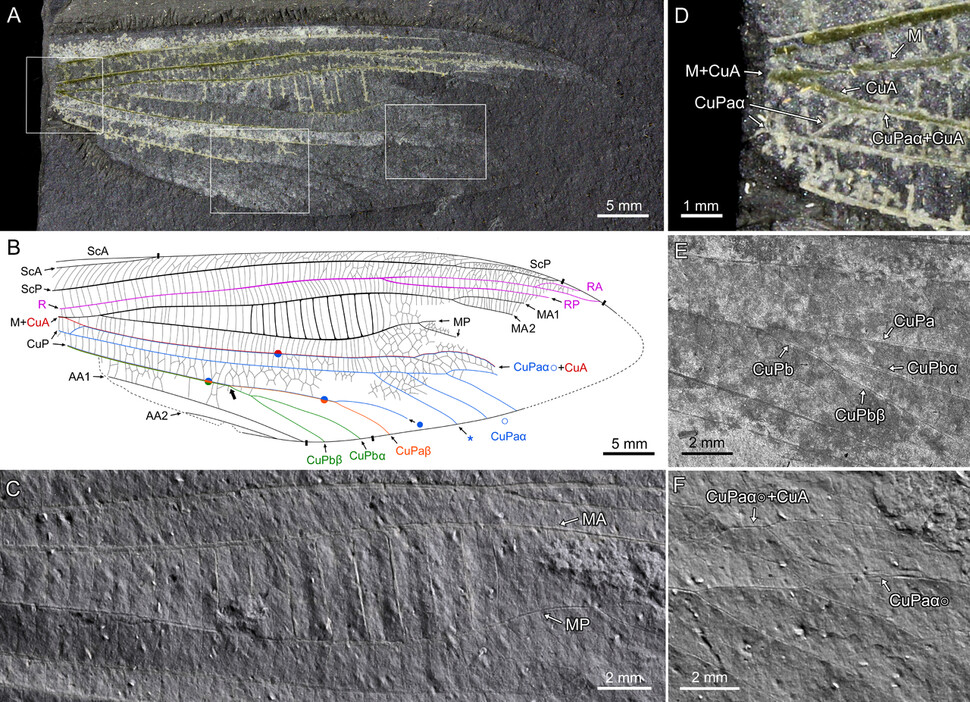 화석으로 발견된 원시 메뚜기 앞날개 한 쪽(A) 모습과 이를 ‘파장 분산형 엑스선 분광 분석’(WDS)이란 첨단기술을 활용해 날개의 맥 구조 등을 밝혀낸 모습. 박태윤 외 (2022) ‘고생물학 저널’ 제공