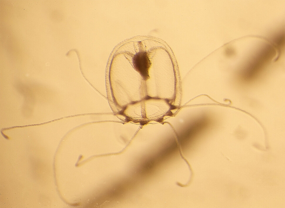 폴립에서 깨어난 어린 불사 해파리(메두사). 잡아먹히거나 병에 걸려 죽지 않는 한 ‘회춘’ 과정을 거듭해 생물학적으로 죽지 않는 생물이다. 마리아 파스쿠알-토르네르 제공.