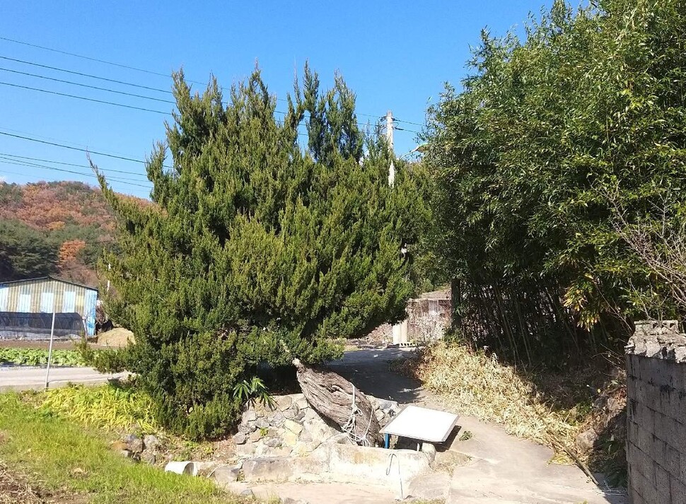 노거수로 지정 고시된 울산 북구 달곡마을의 향나무. 울산 북구 제공