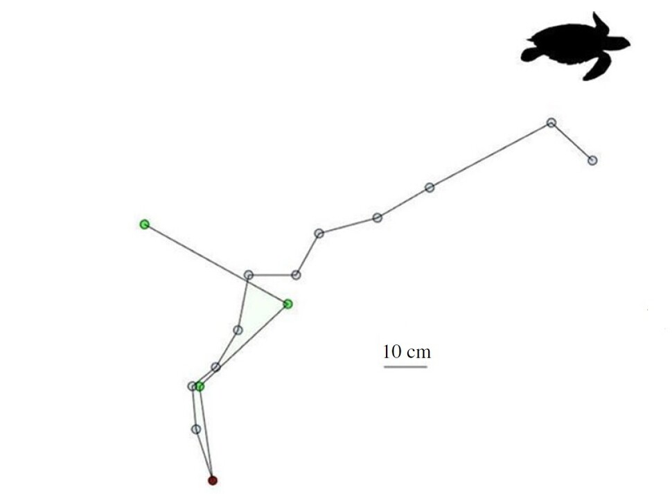 바다에서 올라온 매부리바다거북이 알을 낳고(붉은 원) 여기저기 가짜 둥지(흰 원)를 만들며 해변을 돌아다니다 바다로 돌아간 궤적. 케네디 외 (2020) ‘왕립학회 공개 과학’ 제공.