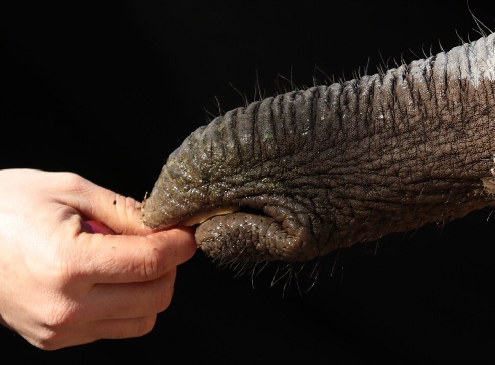 사육사로부터 사과 조각을 코로 받아먹는 아프리카코끼리. 코는 균일하지 않고 코의 끝과 입 부분, 등 쪽과 배 쪽이 다른 구조와 기능을 하는 것으로 밝혀졌다. 앤드루 슐츠, 애덤 톰슨 제공.