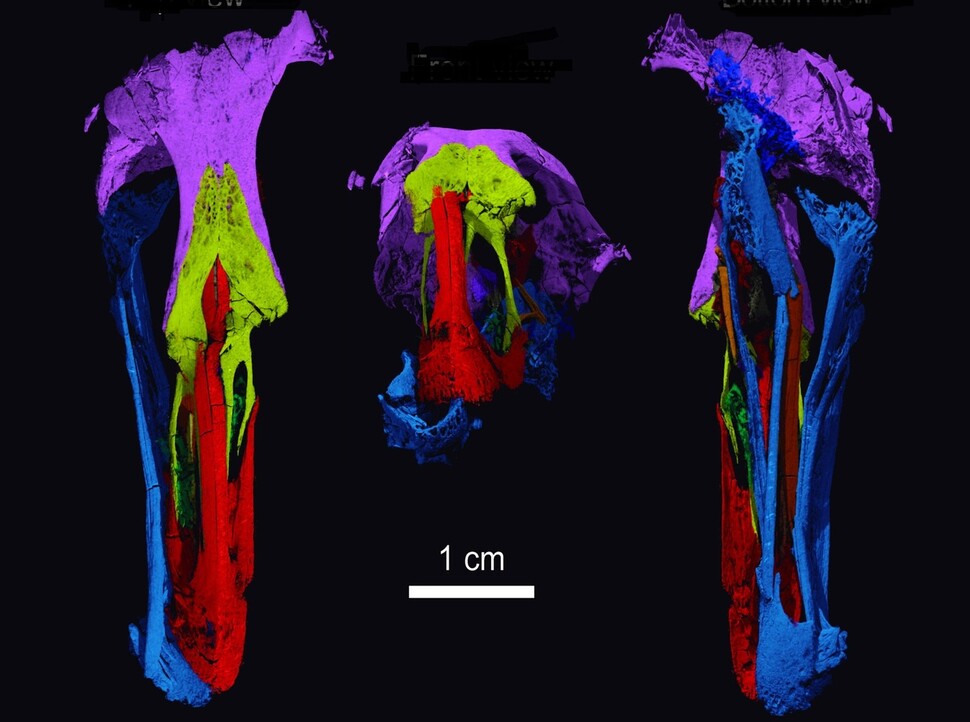 중생대 ‘원더 치킨’의 두개골(가운데)을 칠면조((닭목, 왼쪽)와 청둥오리(오른쪽)과 비교한 모습. 닭과 오리의 중간 특성을 띤다. 다니엘 필드 박사, 케임브리지대 제공.