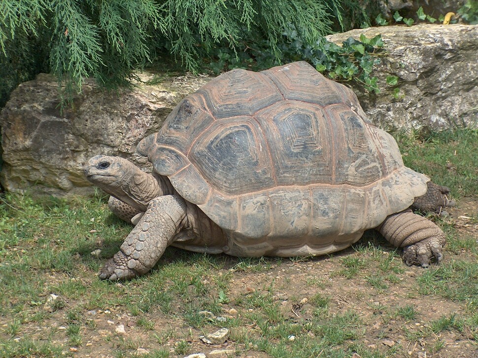 가장 오래 사는 거북의 하나인 알다브라자이언트땅거북. 200살 넘게 사는 것으로 알려졌으나 입증이 어렵고 현재 최장수 개체는 190살이다. 위키미디어 코먼스 제공.
