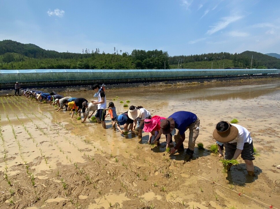 경북 상주시 모동면 반계리에서 북한으로 보낼 ‘통일쌀 손 모내기’를 하고 있다. 상주시 제공