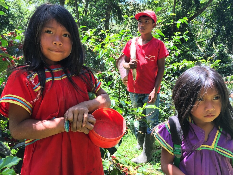 응고베부글레족 아이들이 커피 수확을 하는 부모님 곁에서 놀고 있다. 서필훈 제공