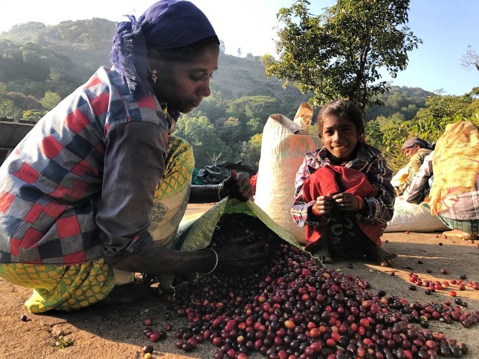 인도에서 수확한 커피 열매를 선별하는 모습. 서필훈 제공&nbsp;
