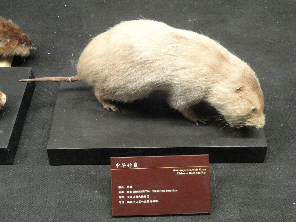 중국 쿤밍 자연사박물관에 전시된 중국대나무쥐의 박제. 위키미디어코먼즈 제공