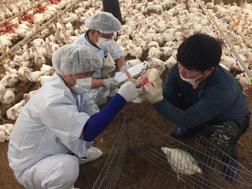 동물복지 생산라인이 있는 닭고기업체 하림 직원들이 계열업체인 동물복지 농장에서 닭의 상태를 살피는 모습. 하림 제공