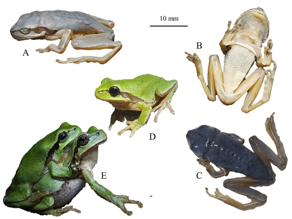 다양한 색깔의 노랑배청개구리 표본(A, B, C)과 살아있는 개체(D), 짝짓기 모습(E). 아마엘 볼체 외 (2020) ‘플로스원’ 제공