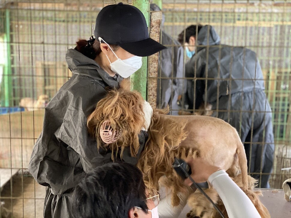 털이 자라 엉망으로 엉킨 개 ‘타리’는 앞발로 활동가의 손을 자꾸 밀어냈다. 미용을 받을 때 봉사자가 목을 꼭 안아줘, 무사히 털갑옷을 벗을 수 있었다.