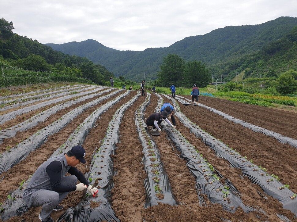 충북도청 유기농산과 직원 등이 지난 4일 일손 부족으로 어려움을 겪은 한 농가를 찾아 파종을 돕고 있다.