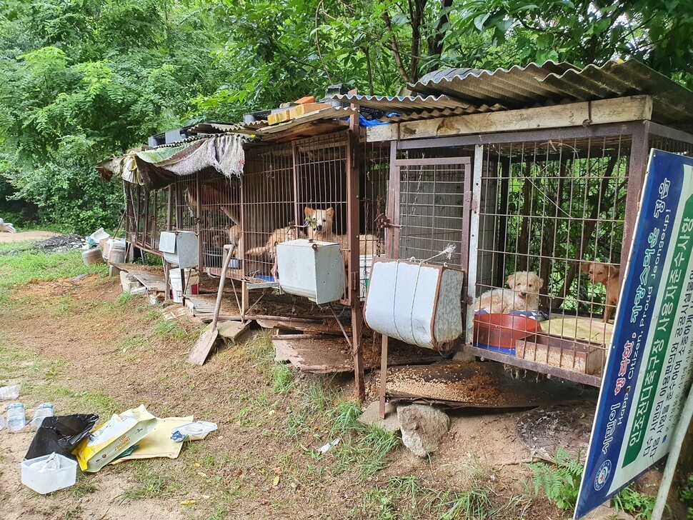 개농장을 방불케 하는 전북 정읍시 유기동물 보호소 내부. 정읍시 유기동물보호소는 유기견을 개도살장에 넘긴 정황이 드러나 논란이 됐다.