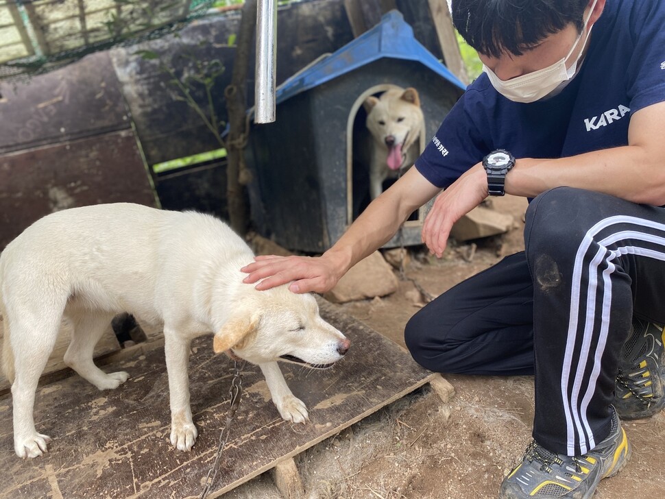 럭키와 데이는 보신탕집 주인 부부가 예뻐하는 눈치였다. 두 마리는 사람의 손길을 좋아했다.