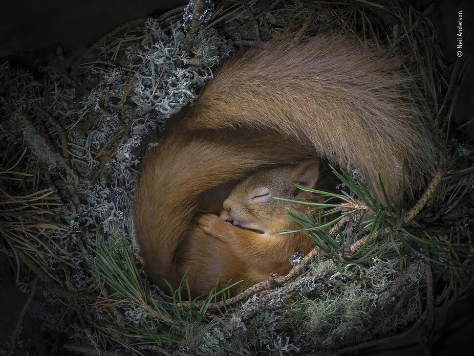 ‘꿈꾸는 다람쥐 집’ 사진작가 닐이 집앞에 마련해둔 다람쥐 집에서 잠든 청설모 두 마리. 한 마리만 명확히 보이지만 두 마리가 쉬고 있다. 닐 앤더슨, 올해의 야생동물사진가 공모전 제공