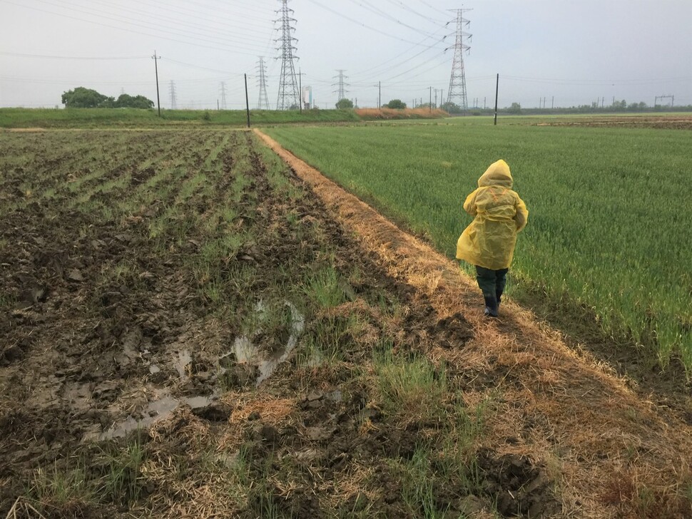 수원청개구리와 노랑배청개구리는 울음소리로 서식실태를 조사할 수 있어 시민과학자들이 활발히 참여하고 있다. 황등면의 노랑배청개구리를 한 시민과학자가 녹음된 다른 청개구리 울음소리를 들려주며 조사하고 있다.