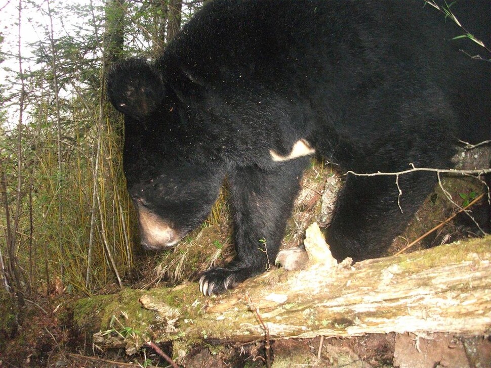 중국 자이언트판다 보호구역의 무인카메라에 찍힌 반달가슴곰. 반달곰은 판다가 선호하는 고산지대가 아니라 나무 열매가 많은 낮은 산의 활엽수림에 서식한다. 왕 팡, 미시간 주립대 제공