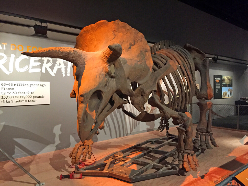 현생 코끼리처럼 중생대 초식공룡 트리케라톱스는 식물의 씨앗을 멀리 퍼뜨리는 ‘생태계 엔지니어’ 구실을 했을 가능성이 있다. 스미스소니언 박물관, 위키미디어 코먼스 제공