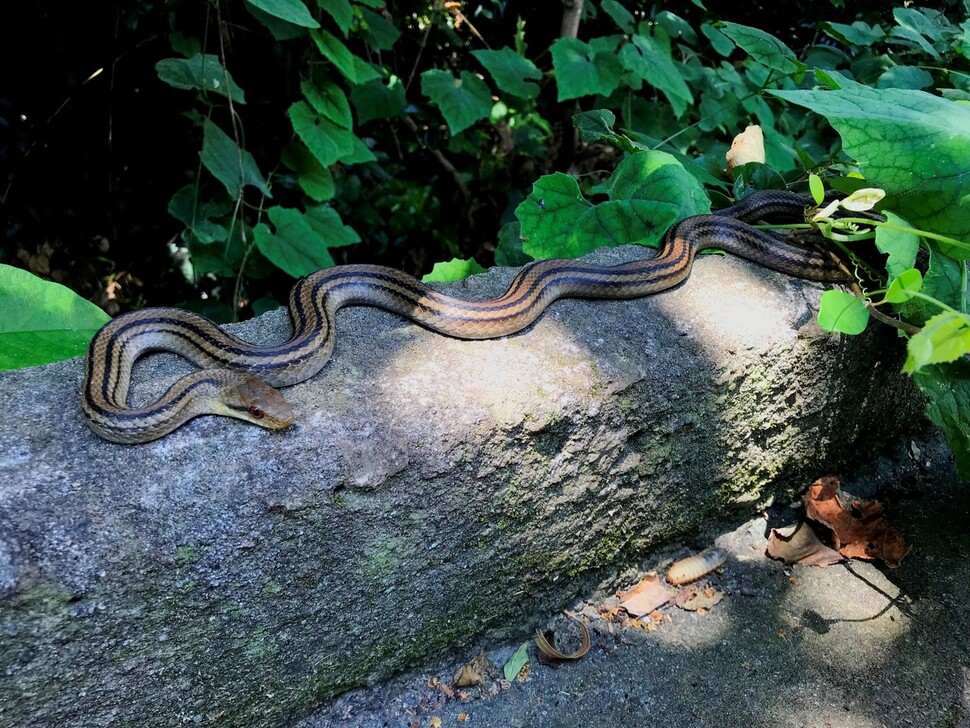 도마뱀의 천적인 줄무늬뱀. 일본 고유종이다. 하세가와 마사미 제공