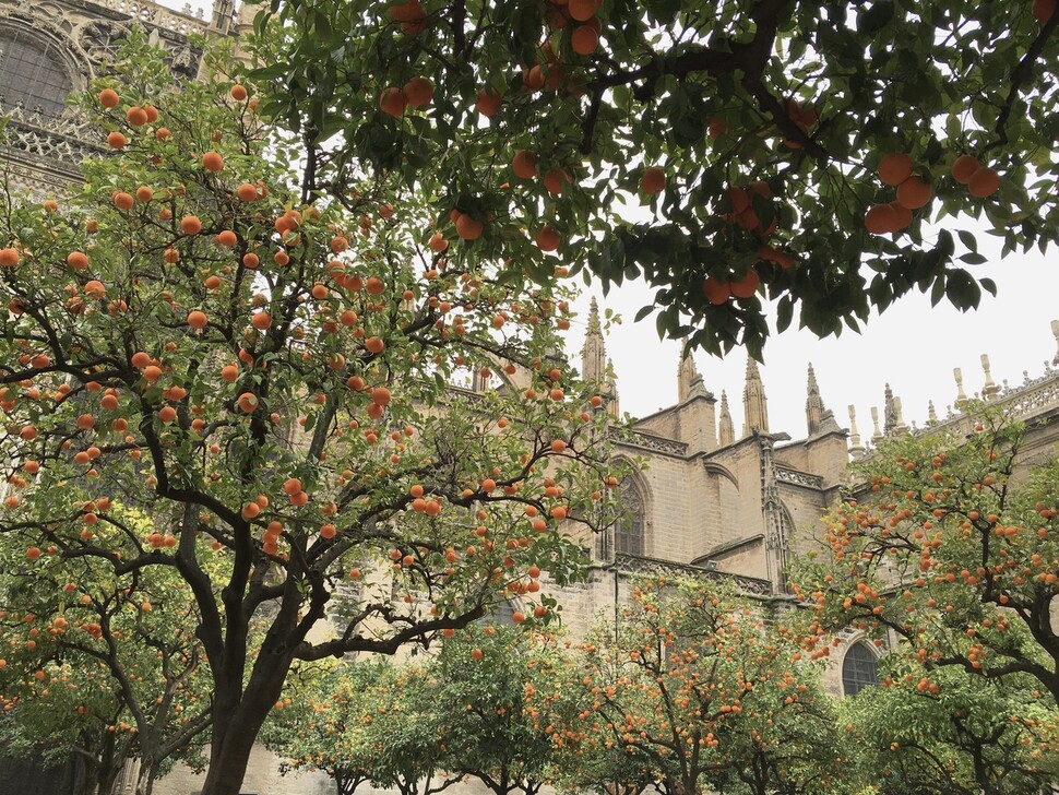 스페인 세비야에서 만난 오렌지나무 정원. 사진 최이규 제공