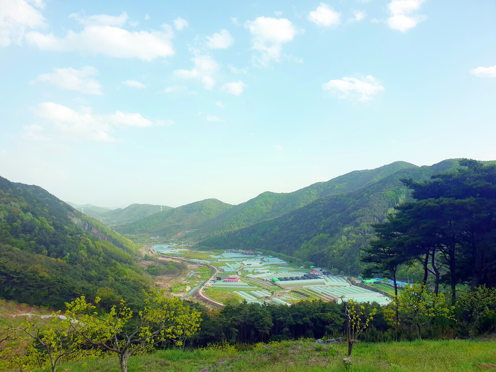 한재미나리 재배단지인 경북 청도군 청도읍 한재마을 풍경.