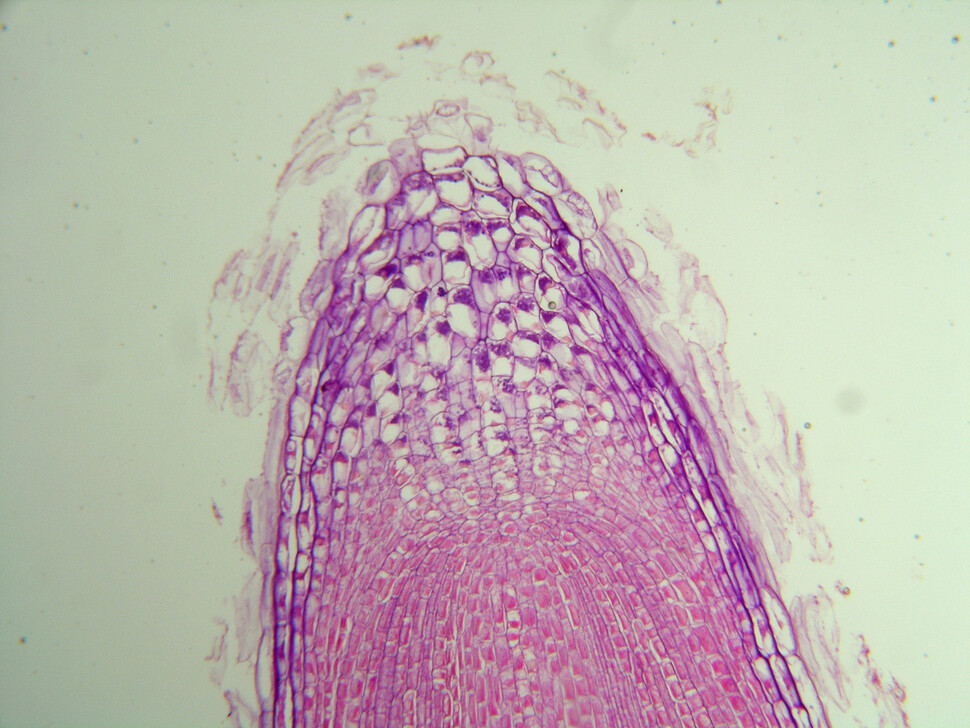 100배로 확대한 식물 뿌리 끝의 모습. 부드러운 이 부위로 땅속을 파고 드는 비결에 나선형 움직임이 숨어있는 것으로 밝혀졌다. 위키미디어 코먼스 제공
