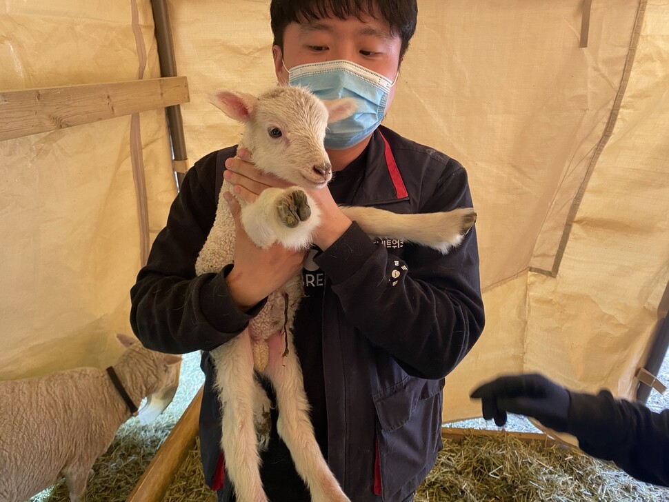 활동가들이 잠시 자리를 비운 점심시간에 태어난 담비. 아직 탯줄이 달려있다.