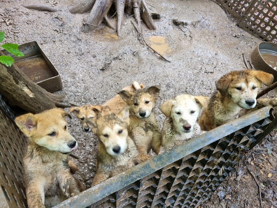 지난 5월 남양주 개물림 사망 사고 인근에 위치해 있는 불법개농장. 동물권행동 카라 제공