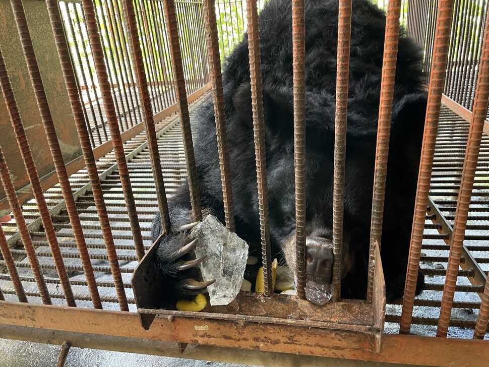 곰들이 사료나 과일보다 더 좋아한 것은 얼음 조각이었다. 손을 잘 쓰는 곰들은 배식구 밖에 놓여진 과일이나 얼음도 곧잘 쥐고 먹었다.