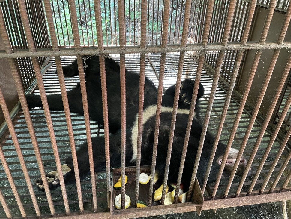 폭염에 지친 곰들은 뜬장 위에 기진맥진 누워있었다.