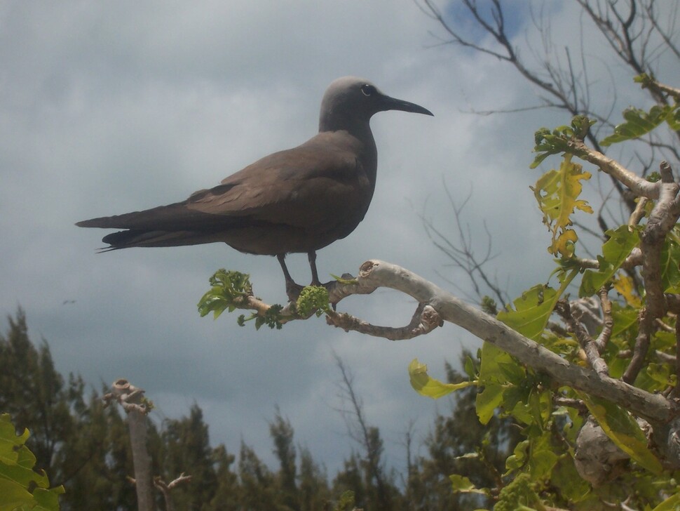 생태 관광지로 복원된 프리게이트 섬의 바다제비. 나무에 둥지를 틀어 번식한다. 위키미디어 코먼스 제공.