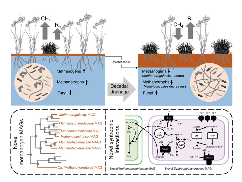 10년 동안 배수로 수층이 낮아져 건조해진 지대에서의 미생물 변동 모식도(위)와 새로 밝혀진 메탄 생성균 7종과 메탄 생성을 위한 미생물간 상호의존 과정(아래). 극지연구소 제공