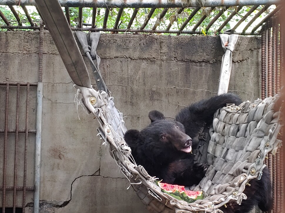 화천 사육곰을 위한 생추어리를 건립 중인 동물단체들이 구조한 곰 13마리의 곰 이름 짓기 공모 이벤트를 진행한다. 사진은 이름 짓기 이벤트 첫 주인공인 ‘U8’. 사진 곰 보금자리 프로젝트, 카라 제공