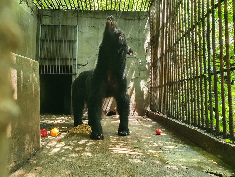 단체들은 U8을 유독 길쭉하고 마른 체형에 먹이나 접촉에 민감한 곰이라고 설명했다. 사진 곰 보금자리 프로젝트, 카라 제공