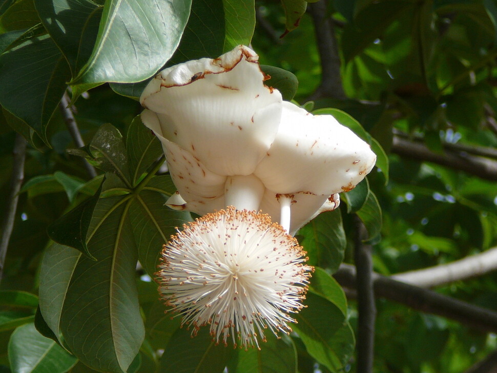 아프리카 바오바브나무의 독특한 꽃. 폭 15∼20㎝로 2000개가 넘는 수술이 발달한다. 과일박쥐가 가루받이하면 단 하루 동안만 수정한다. 위키미디어 코먼스 제공