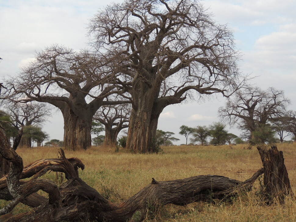 나무를 뿌리를 위로 뒤집어 심은 모습의 바오바브나무는 서구에선 신비로운 나무이지만 아프리카에서는 새로운 개발 가능성을 보여주는 나무로 주목받는다. 위키미디어 코먼스 제공